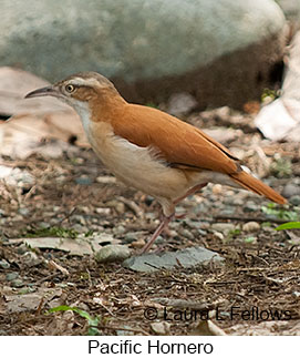 Pacific Hornero - © Laura L Fellows and Exotic Birding LLC