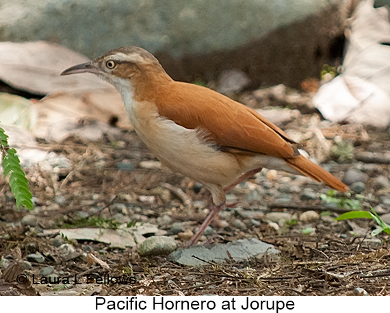 Pacific Hornero - © Laura L Fellows and Exotic Birding LLC Pacific Hornero - © Laura L Fellows and Exotic Birding LLC
