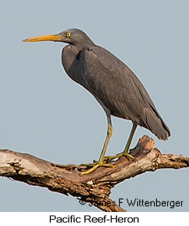 Pacific Reef-Heron - &copy; James F Wittenberger and Exotic Birding LLC