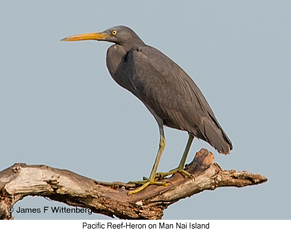 Pacific Reef-Heron - © James F Wittenberger and Exotic Birding LLC