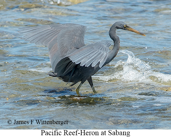 Pacific Reef-Heron - © James F Wittenberger and Exotic Birding LLC