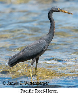 Pacific Reef-Heron - © James F Wittenberger and Exotic Birding LLC