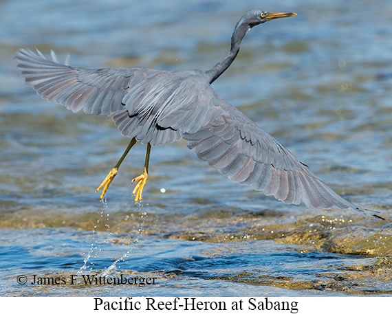 Pacific Reef-Heron - © James F Wittenberger and Exotic Birding LLC