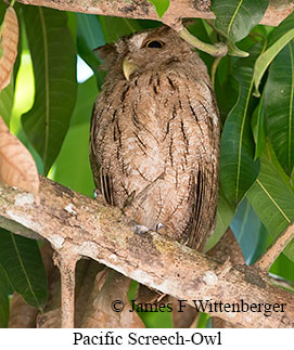 Pacific Screech-Owl - © James F Wittenberger and Exotic Birding LLC