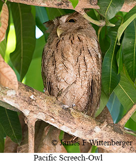 Pacific Screech-Owl - © James F Wittenberger and Exotic Birding LLC Pacific Screech-Owl - © James F Wittenberger and Exotic Birding LLC