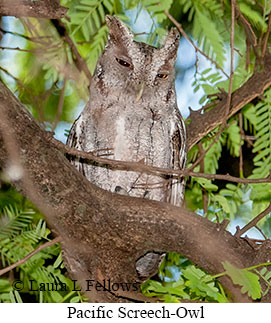 Pacific Screech-Owl - © Laura L Fellows and Exotic Birding LLC Pacific Screech-Owl - © Laura L Fellows and Exotic Birding LLC