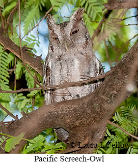 Pacific Screech-Owl - © Laura L Fellows and Exotic Birding LLC