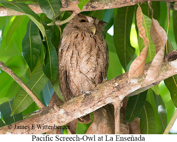 Pacific Screech-Owl - &copy; James F Wittenberger and Exotic Birding LLC