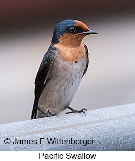 Pacific Swallow - © James F Wittenberger and Exotic Birding LLC