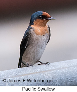 Pacific Swallow - © James F Wittenberger and Exotic Birding LLC Pacific Swallow - © James F Wittenberger and Exotic Birding LLC