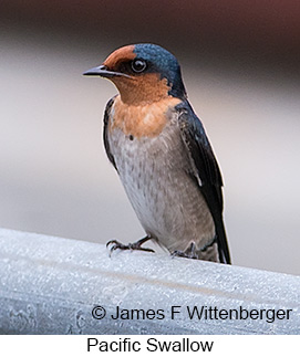 Pacific Swallow - © James F Wittenberger and Exotic Birding LLC