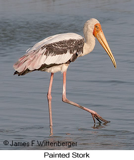 Painted Stork - &copy; James F Wittenberger and Exotic Birding LLC
