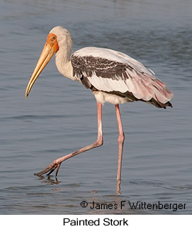 Painted Stork - © James F Wittenberger and Exotic Birding LLC