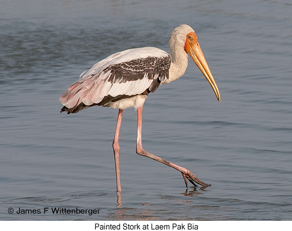 Painted Stork - © James F Wittenberger and Exotic Birding LLC