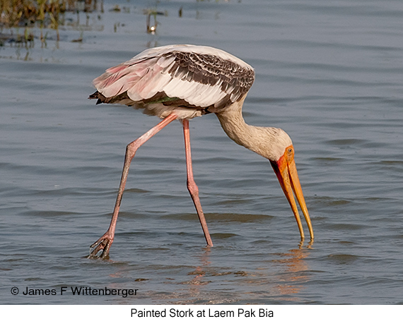 Painted Stork - © James F Wittenberger and Exotic Birding LLC