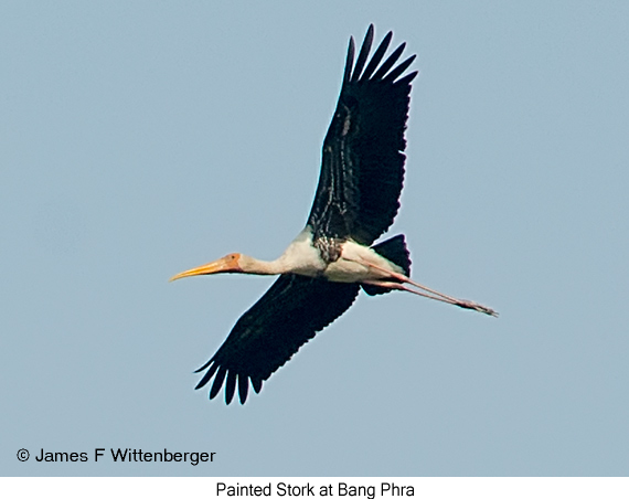 Painted Stork - © James F Wittenberger and Exotic Birding LLC