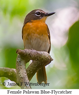 Palawan Blue Flycatcher - © James F Wittenberger and Exotic Birding LLC