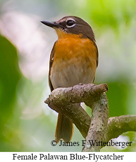 Palawan Blue Flycatcher - &copy; James F Wittenberger and Exotic Birding LLC