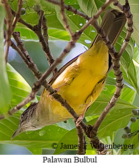 Gray-throated Bulbul - © James F Wittenberger and Exotic Birding LLC
