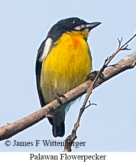 Palawan Flowerpecker - © James F Wittenberger and Exotic Birding LLC