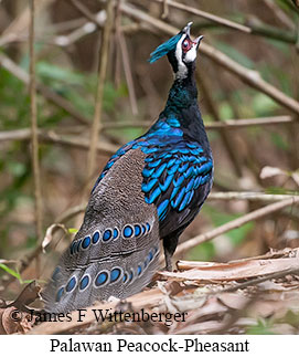 Palawan Peacock-Pheasant - © James F Wittenberger and Exotic Birding LLC