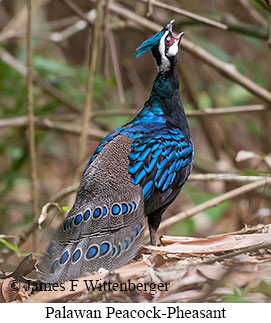 Palawan Peacock-Pheasant - © James F Wittenberger and Exotic Birding LLC Palawan Peacock-Pheasant - © James F Wittenberger and Exotic Birding LLC