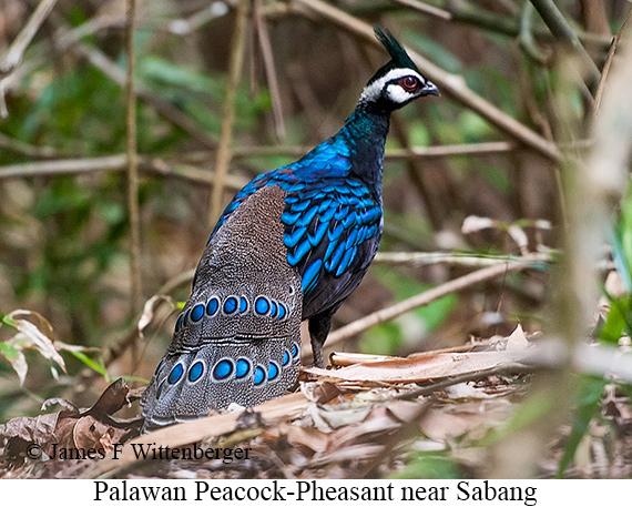 Palawan Peacock-Pheasant - © James F Wittenberger and Exotic Birding LLC