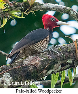 Pale-billed Woodpecker - © Laura L Fellows and Exotic Birding LLC