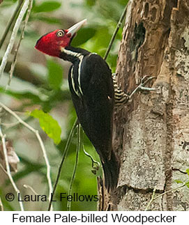 Pale-billed Woodpecker - © Laura L Fellows and Exotic Birding LLC