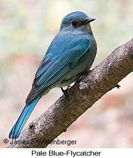 Pale Blue Flycatcher - © James F Wittenberger and Exotic Birding LLC