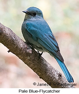Pale Blue Flycatcher - © James F Wittenberger and Exotic Birding LLC