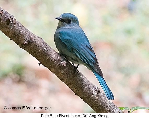 Pale Blue Flycatcher - © James F Wittenberger and Exotic Birding LLC