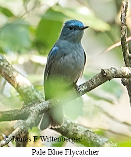 Pale Blue Flycatcher - © James F Wittenberger and Exotic Birding LLC