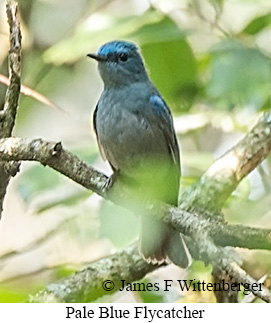 Pale Blue Flycatcher - © James F Wittenberger and Exotic Birding LLC