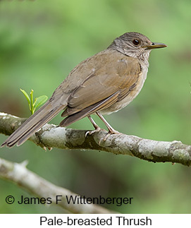 Pale-breasted Thrush - © James F Wittenberger and Exotic Birding LLC