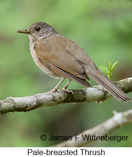 Pale-breasted Thrush - © James F Wittenberger and Exotic Birding LLC