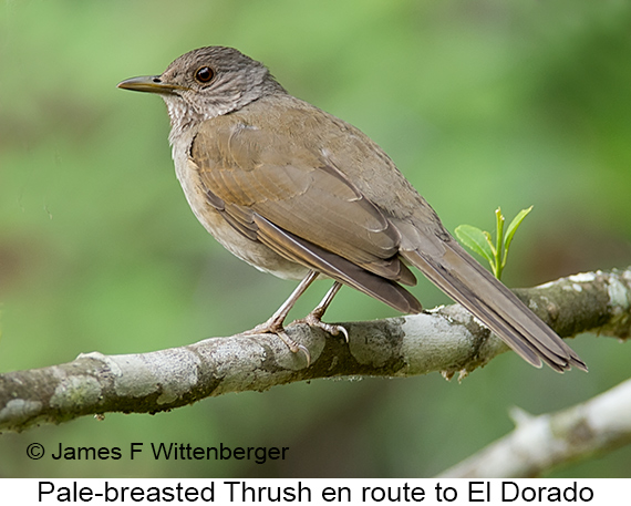 Pale-breasted Thrush - © James F Wittenberger and Exotic Birding LLC