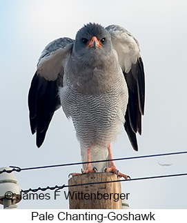 Pale Chanting-Goshawk - © James F Wittenberger and Exotic Birding LLC