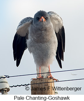 Pale Chanting-Goshawk - © James F Wittenberger and Exotic Birding LLC