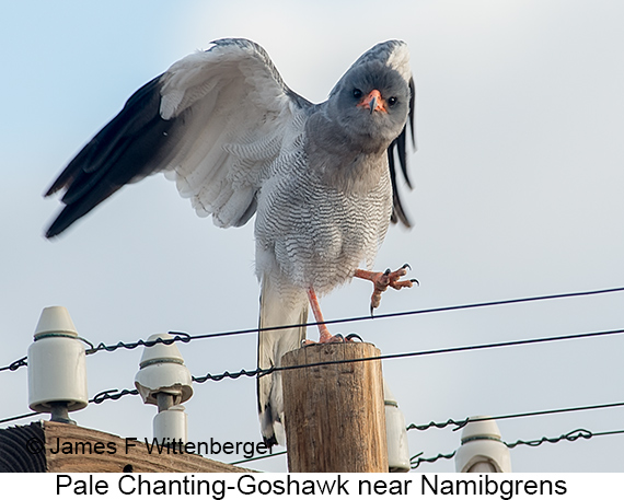 Pale Chanting-Goshawk - © James F Wittenberger and Exotic Birding LLC