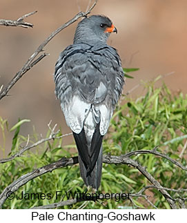 Pale Chanting-Goshawk - © James F Wittenberger and Exotic Birding LLC