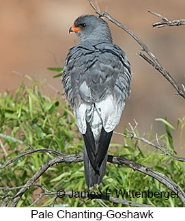 Pale Chanting-Goshawk - © James F Wittenberger and Exotic Birding LLC