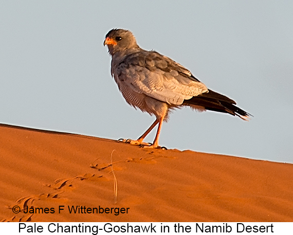 Pale Chanting-Goshawk - © James F Wittenberger and Exotic Birding LLC