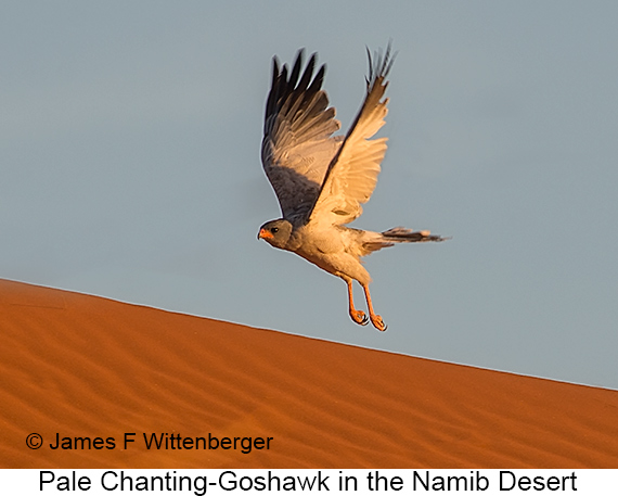 Pale Chanting-Goshawk - © James F Wittenberger and Exotic Birding LLC