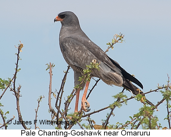 Pale Chanting-Goshawk - © James F Wittenberger and Exotic Birding LLC