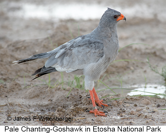 Pale Chanting-Goshawk - © James F Wittenberger and Exotic Birding LLC