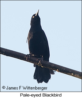 Pale-eyed Blackbird - © James F Wittenberger and Exotic Birding LLC