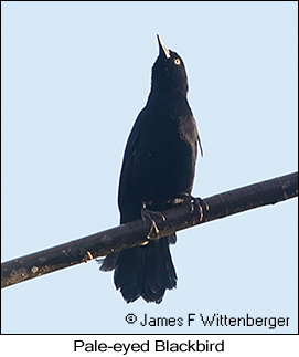 Pale-eyed Blackbird - © James F Wittenberger and Exotic Birding LLC