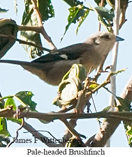 Pale-headed Brushfinch - &copy; James F Wittenberger and Exotic Birding LLC