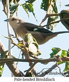 Pale-headed Brushfinch - &copy; James F Wittenberger and Exotic Birding LLC